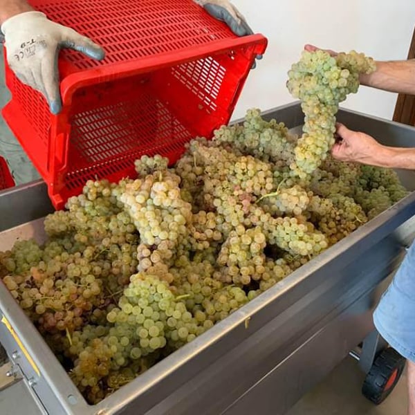 Cantina Terracanta di Società Agricola Ceglia - Lucia Vasciminno, Carlo Giudicepietro