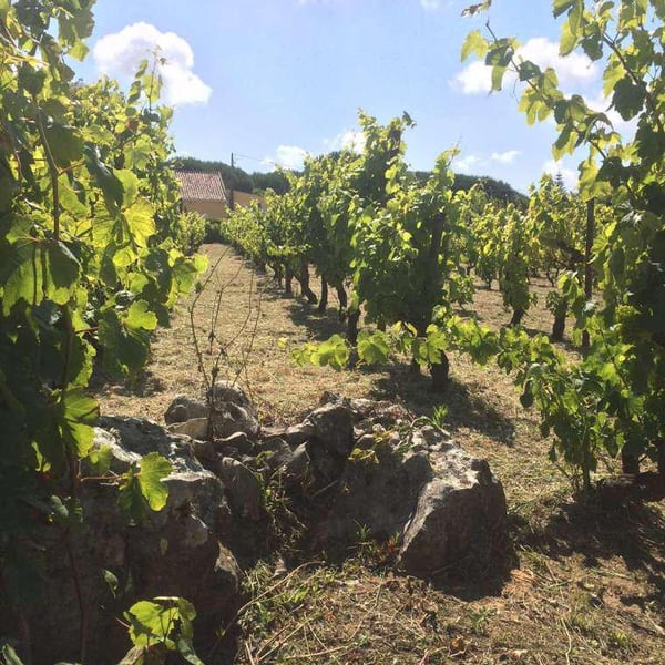 Marinho Vinhos - Luís Gil