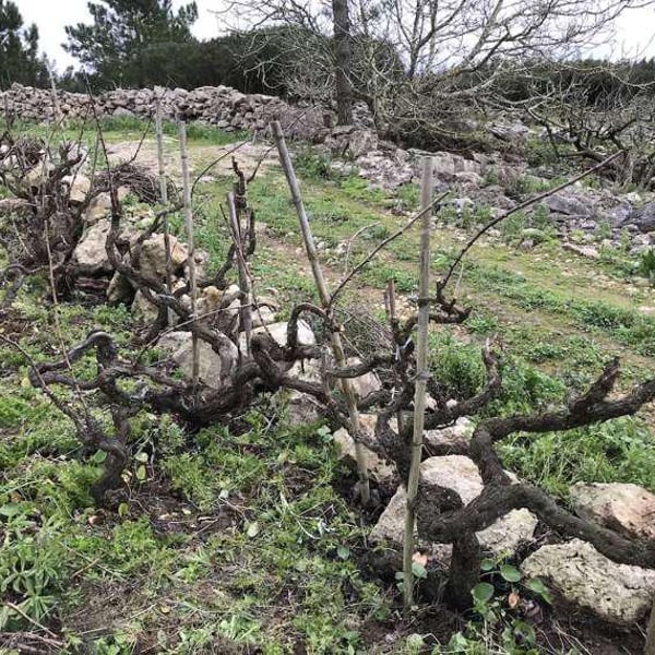 Marinho Vinhos - Luís Gil