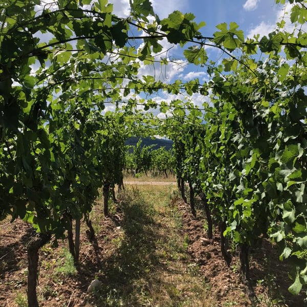 La Ferme Sans Nom - Malik Oudni