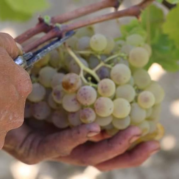 Enlaire Vins - Mar Capdevila & Lluis Raventos