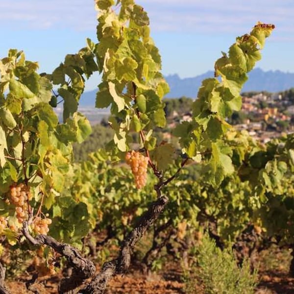 Mar Capdevila & Lluis Raventos