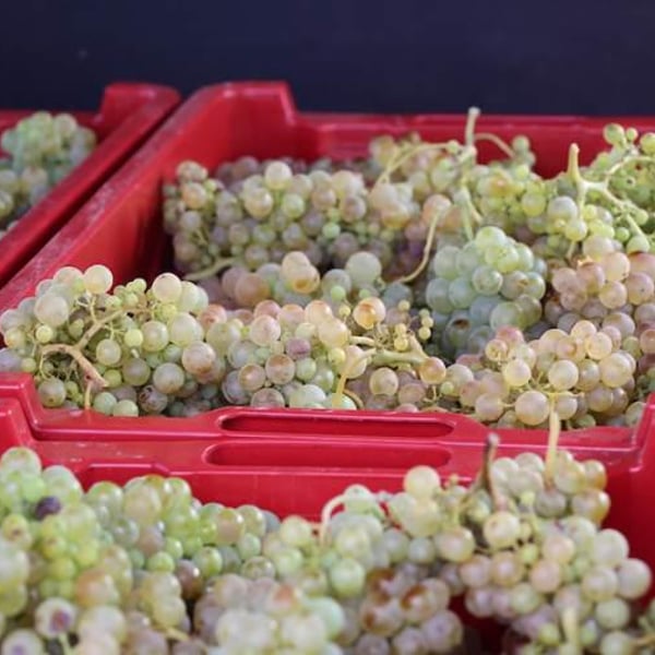 Enlaire Vins - Mar Capdevila & Lluis Raventos