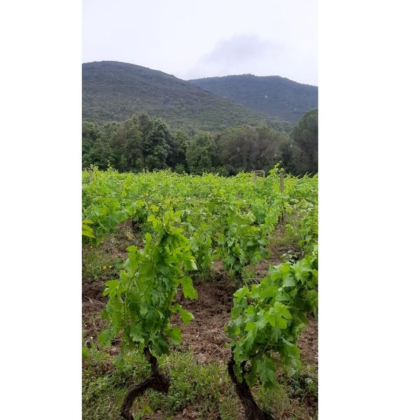 Barbatus - Marco Giordano, Alessandro Acinelli, Christoph Fischer