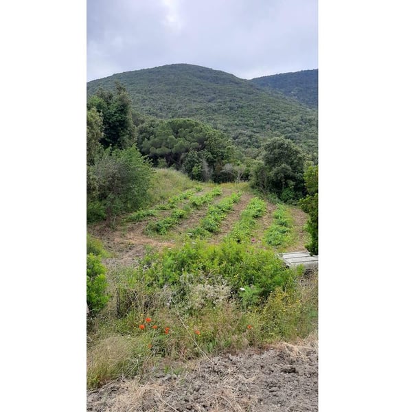 Barbatus - Marco Giordano, Alessandro Acinelli, Christoph Fischer