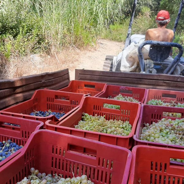 Marco Giordano, Alessandro Acinelli, Christoph Fischer