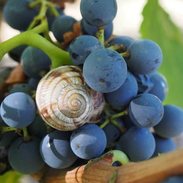 La Combe au Mas - Marie-Sophie Jullien & Thomas Ayoun