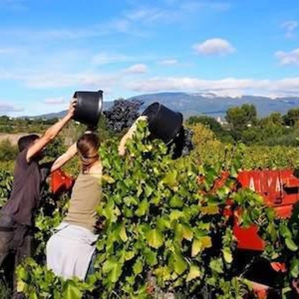 La Combe au Mas - Marie-Sophie Jullien & Thomas Ayoun