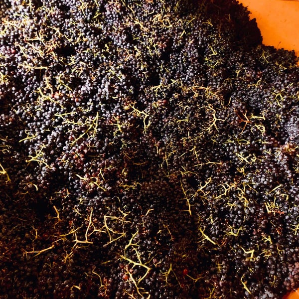 Domaine Ribeyre Pourpre - Mathieu Chevrier & Louise Mazoyer