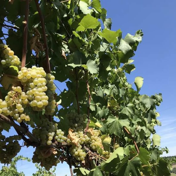 Scandelara - Azienda Agricola Castel Arienti - Mattia Donini
