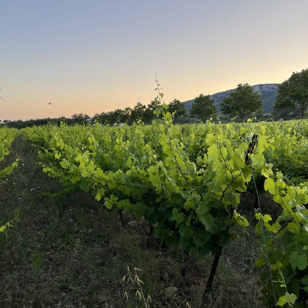 Domaine de Pradines - Maxime Lapousterle