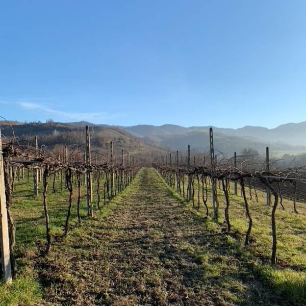 Michael Cararro, Alessandro Stefani