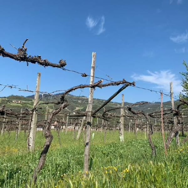 Remedio Vini - Michael Cararro, Alessandro Stefani