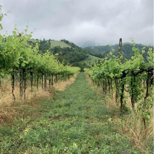 Michael Cararro, Alessandro Stefani