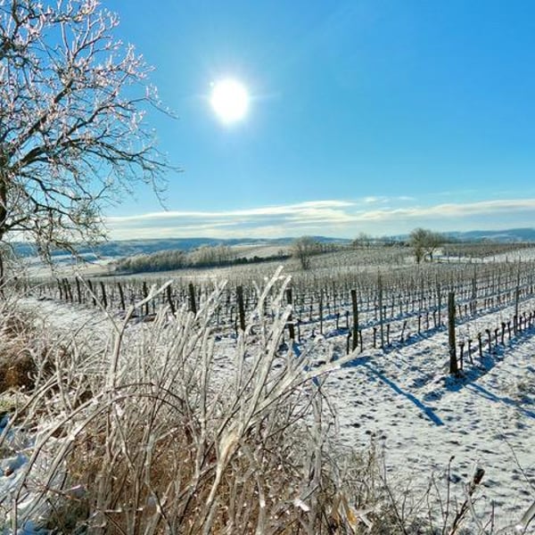 Weinhof Uibel - Michaela & Leo Uibel