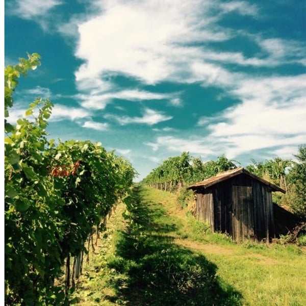 Weinhof Uibel - Michaela & Leo Uibel