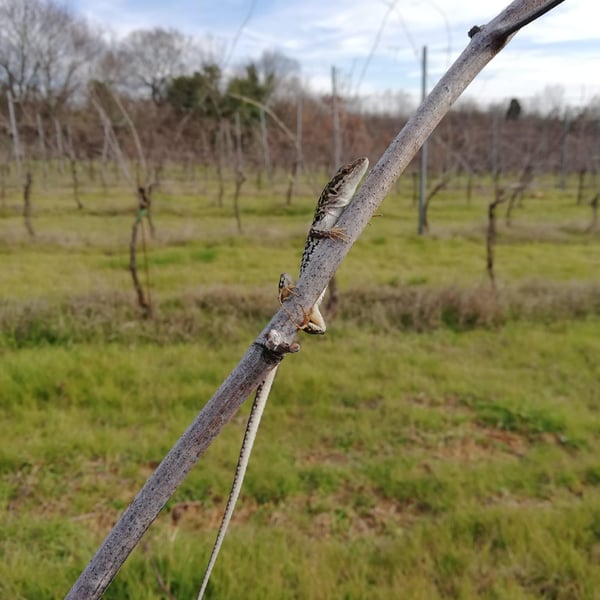 Viviana Tomassetti & Michela Rossi