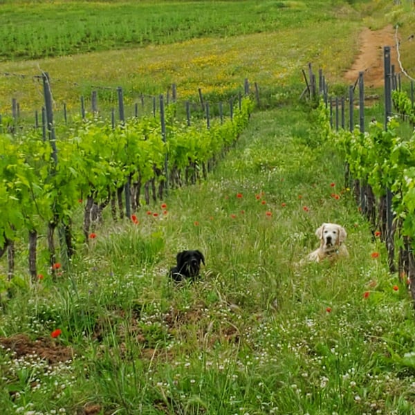 Viviana Tomassetti & Michela Rossi