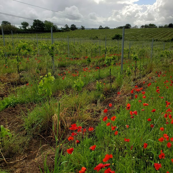 Viviana Tomassetti & Michela Rossi