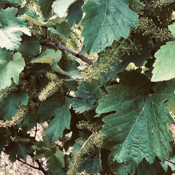 Mira & Milan Nestarec