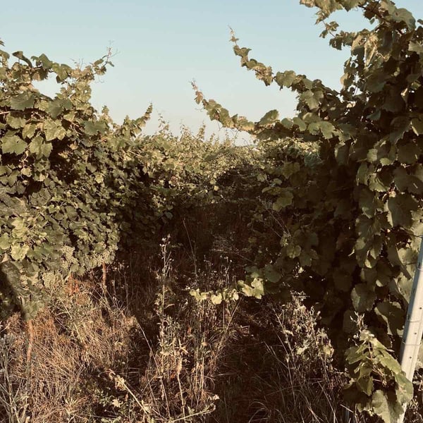 Mira & Milan Nestarec