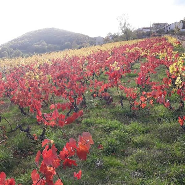Les Rêves Oubliés - Nadia Beaune