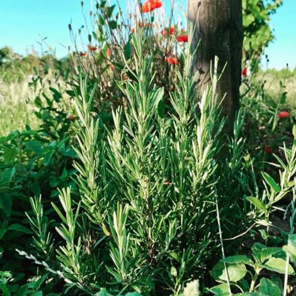 Schrammel 2.0 - Nicole & Daniel Schrammel