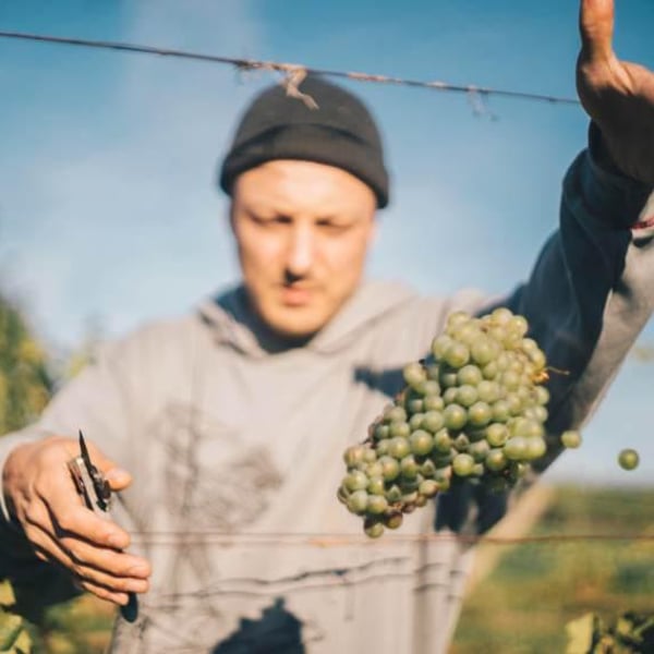 Schrammel 2.0 - Nicole & Daniel Schrammel