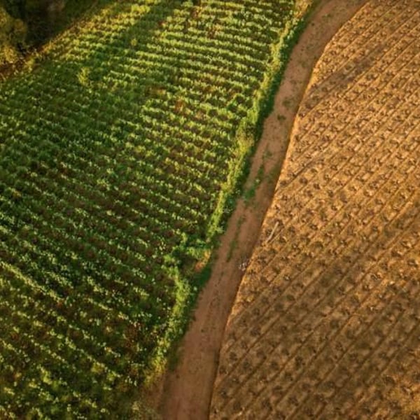 Vinos Mingaco - Chekura - Pablo Pedreros & Daniela De Pablo Mendoza