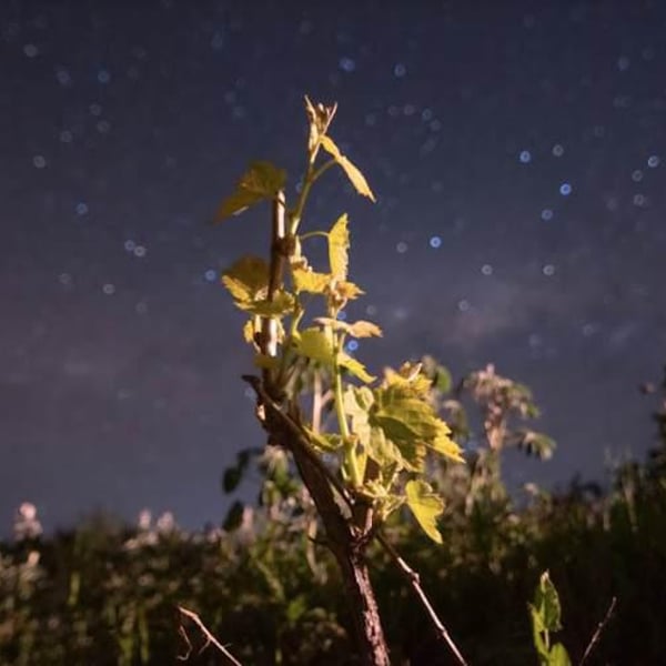 Vinos Mingaco - Chekura - Pablo Pedreros & Daniela De Pablo Mendoza