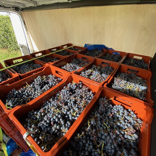 Pascal Carole - Pascal Carole