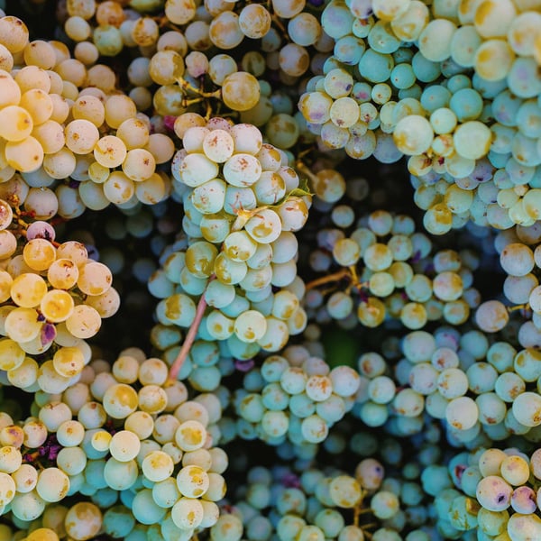 Pascal Carole - Pascal Carole