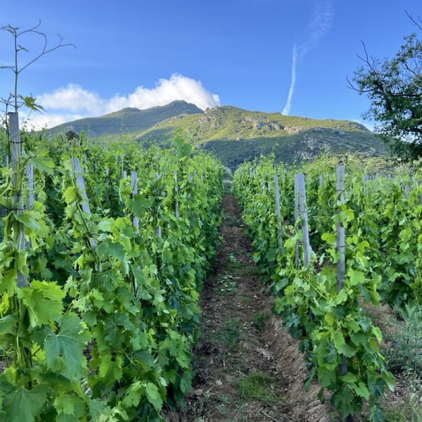 Patricia & Jean-Baptiste Ferrandi