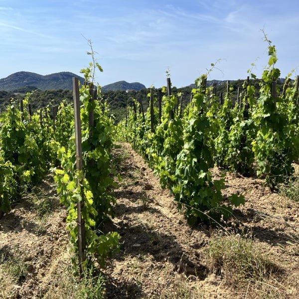 Patricia & Jean-Baptiste Ferrandi