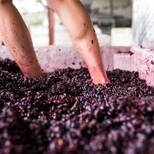 Pax Wines - Pax Mahle