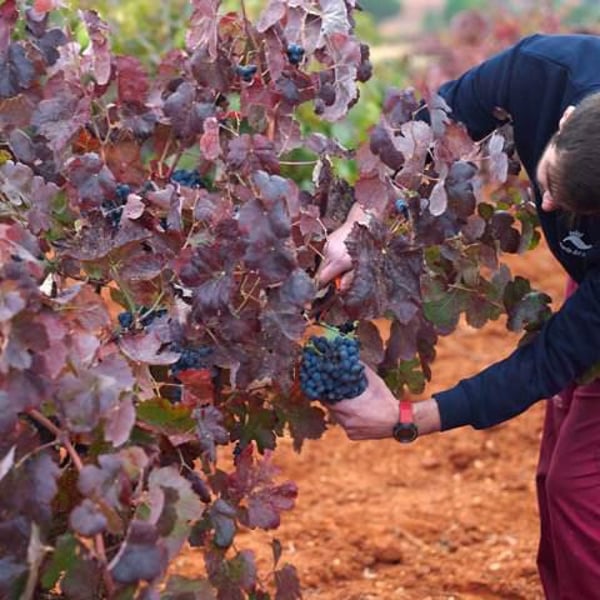 Pedro y Fernando García Pérez
