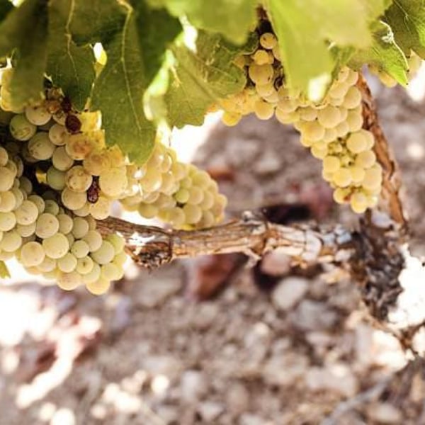 Bodegas García Pérez - Pedro y Fernando García Pérez