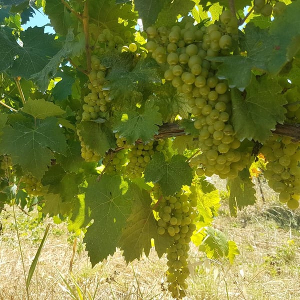 Les Vignes de Gaïa - Philippe Blatier