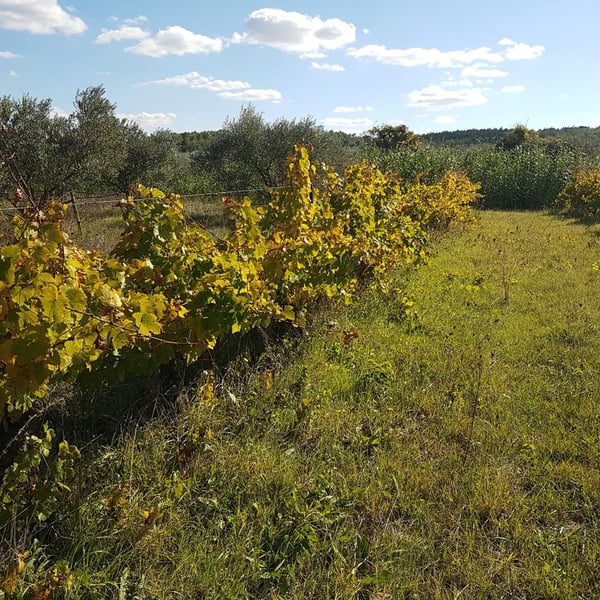 Les Vignes de Gaïa - Philippe Blatier