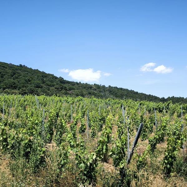 Ferme de Capelude - Pierre Gérin