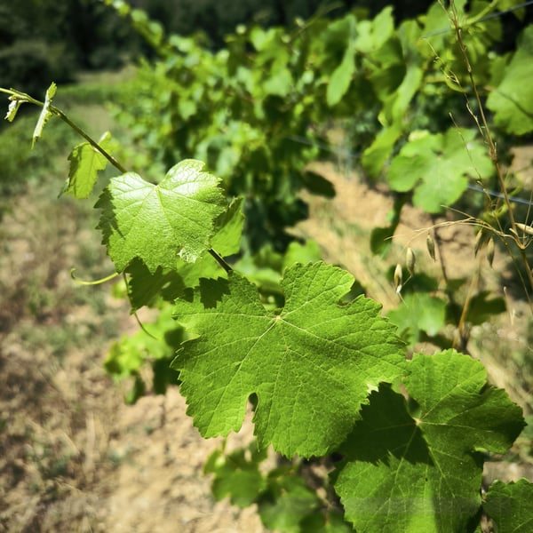 Ferme de Capelude - Pierre Gérin
