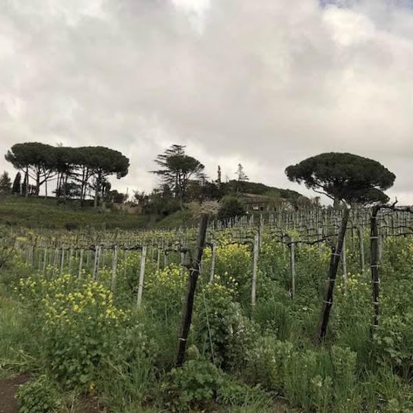 Azienda Agricola La Torretta - Riccardo Magno & Maria Enqvist