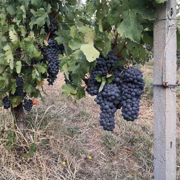 Azienda Agricola La Poiesa - Roberto Cristi