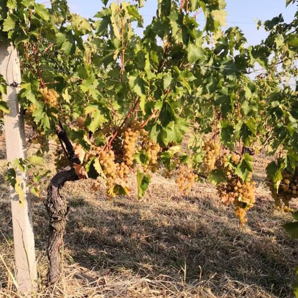 Azienda Agricola La Poiesa - Roberto Cristi