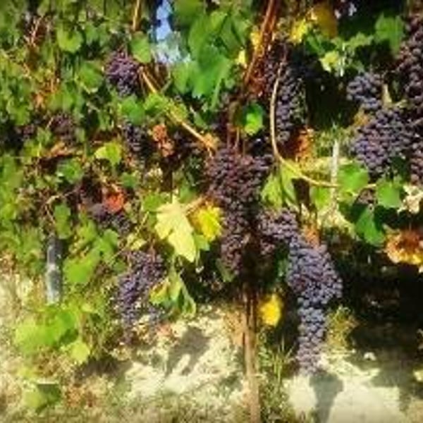 Cascina Gasparda - Roberto & Mauro Salvaneschi