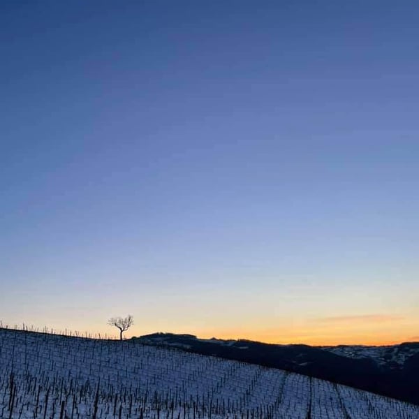 Azienda Agricolavinica - Rodolfo Gianserra e Giuseppe Tudino