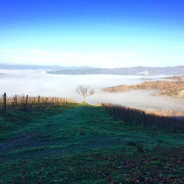 Azienda Agricolavinica - Rodolfo Gianserra e Giuseppe Tudino