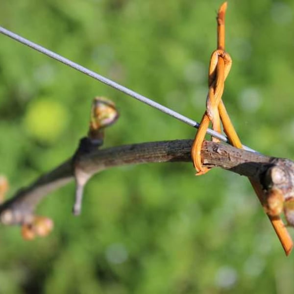 Azienda Vitivinicola Saccomani - Saccomani Giuseppe, Luca e Claudia