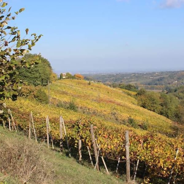 Azienda Vitivinicola Saccomani - Saccomani Giuseppe, Luca e Claudia