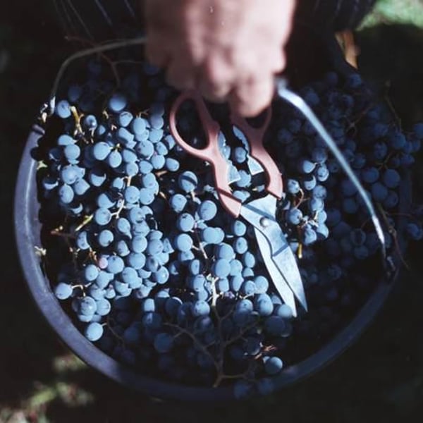 Artizani - Salomé Andrazashvili, Irakli Gvaramia & David Mgeladzé